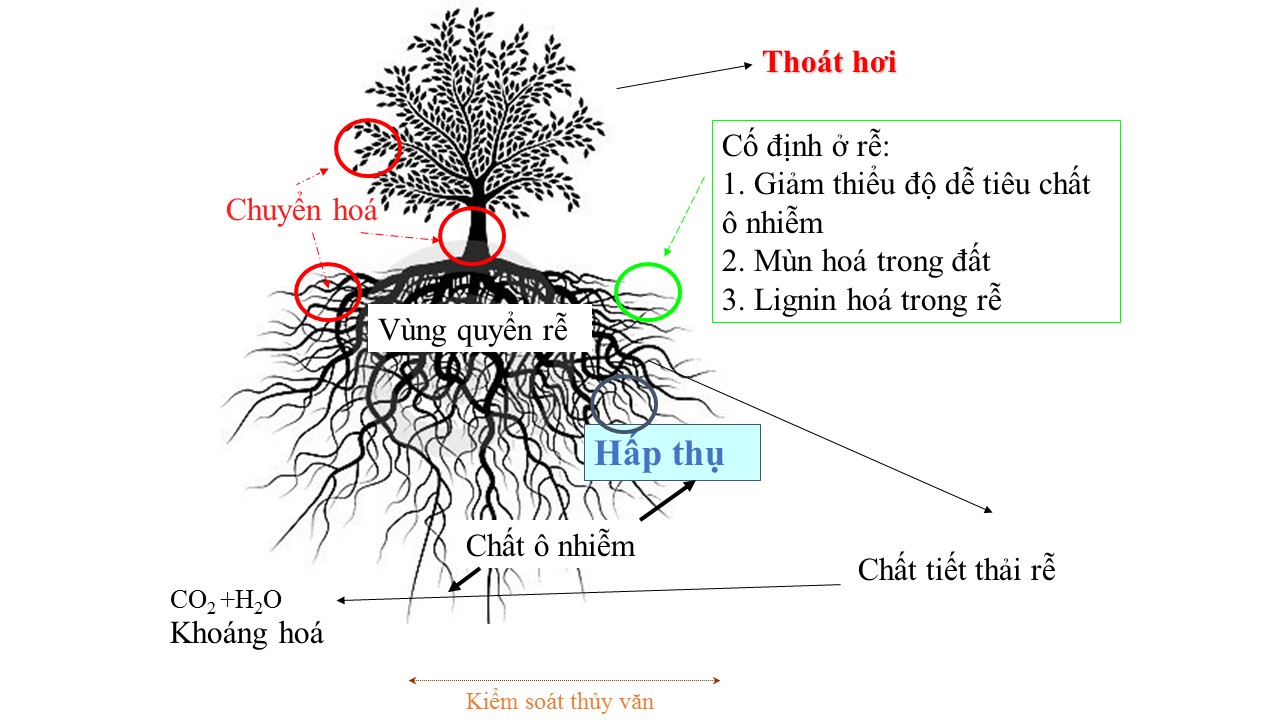 3. Quy Trình Xử Lý Vào Nghiên Cứu Điều 82